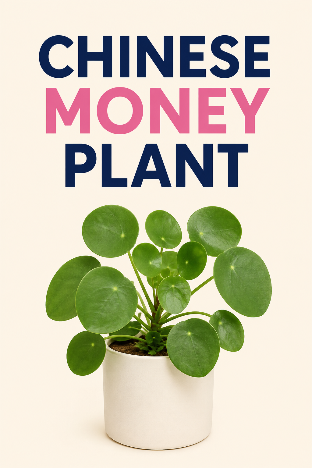 Chinese money plant