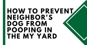 how can i get rid of dog pee smell in my yard