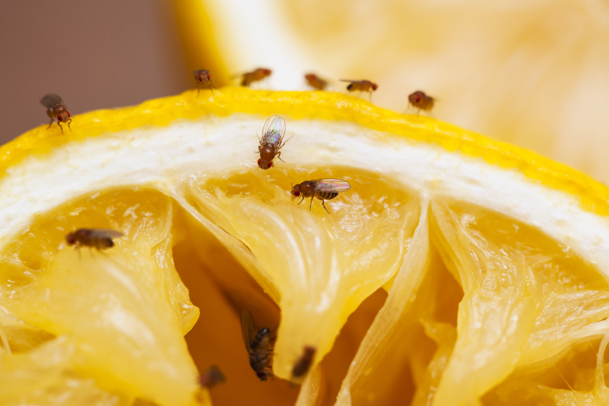 How to Get Rid of Fruit Flies in House