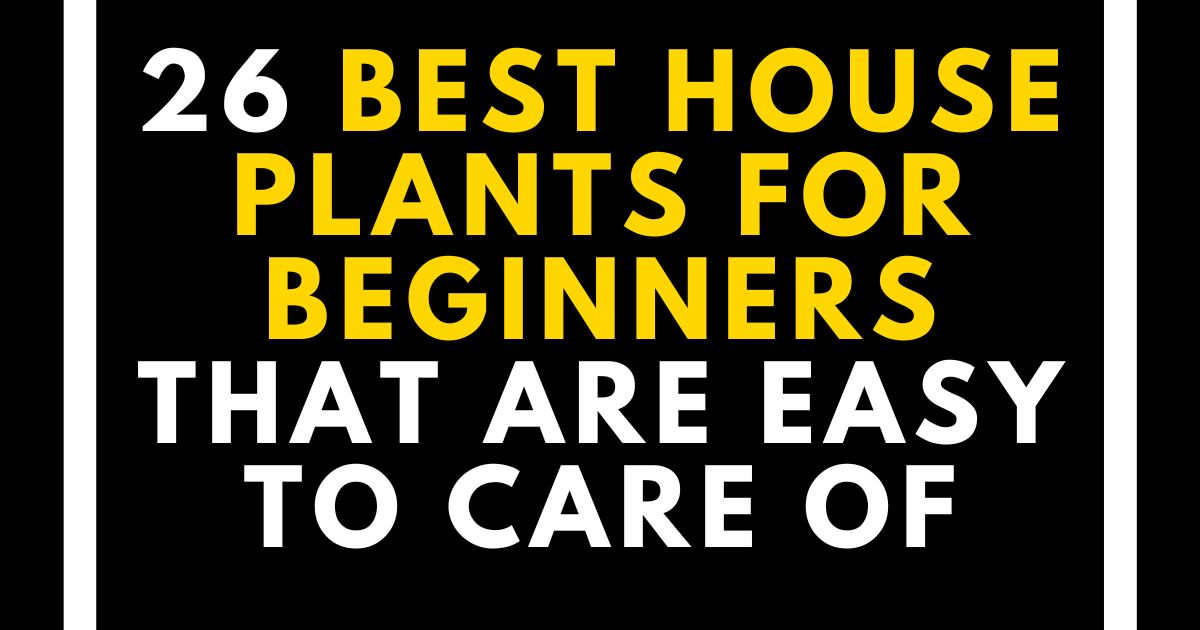 Best Houseplants For Beginners