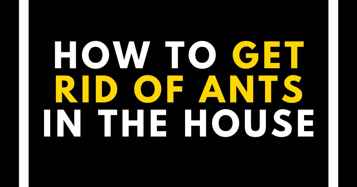 How To Get Rid Of Ants In Your House