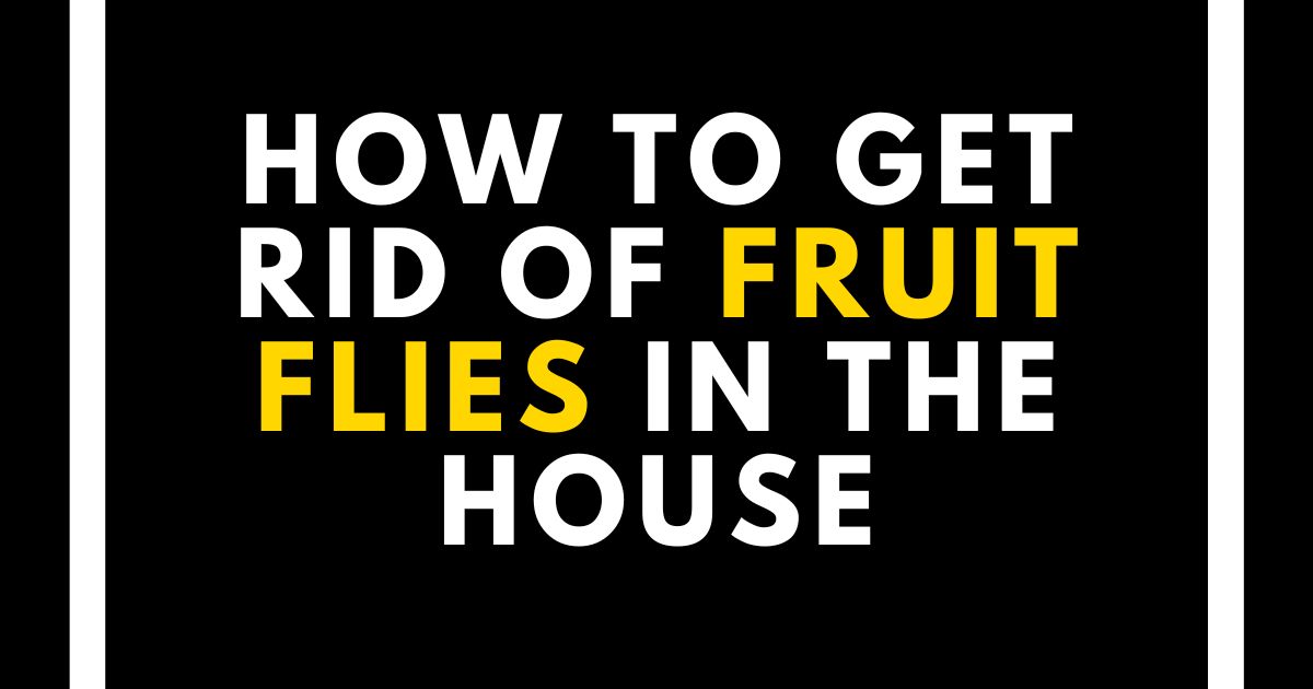 How to Get Rid of Fruit Flies in House