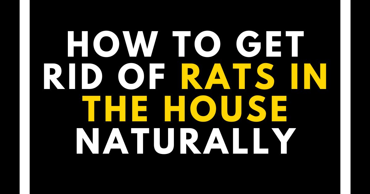 How to Get Rid of Rats in the House Naturally