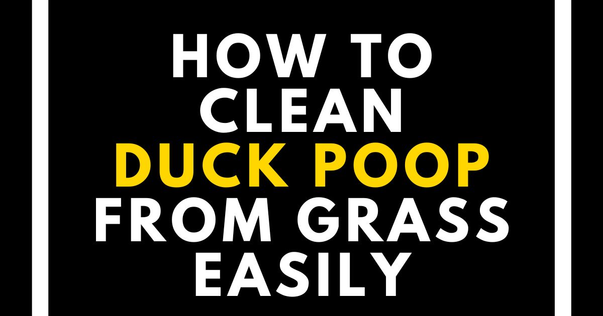 How to Clean Duck Poop from Grass