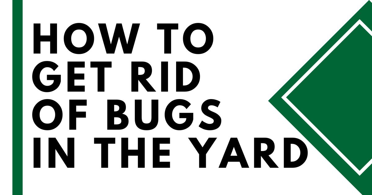 How to Get Rid of Bugs in Your Yard