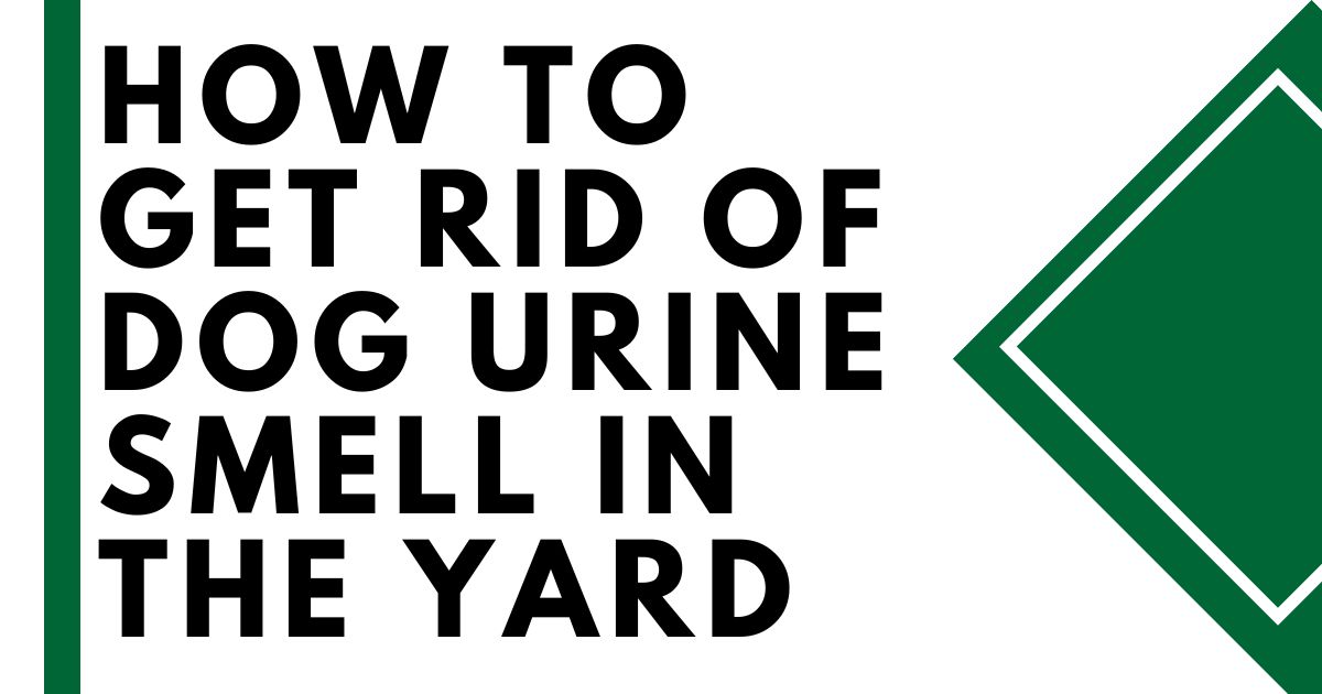 How to Get Rid of Dog Urine Smell in Yard