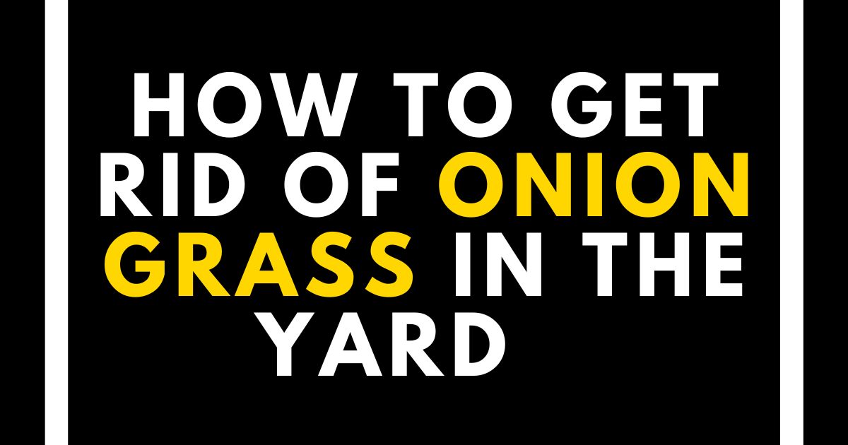 How to Get Rid of Onion Grass in Yard