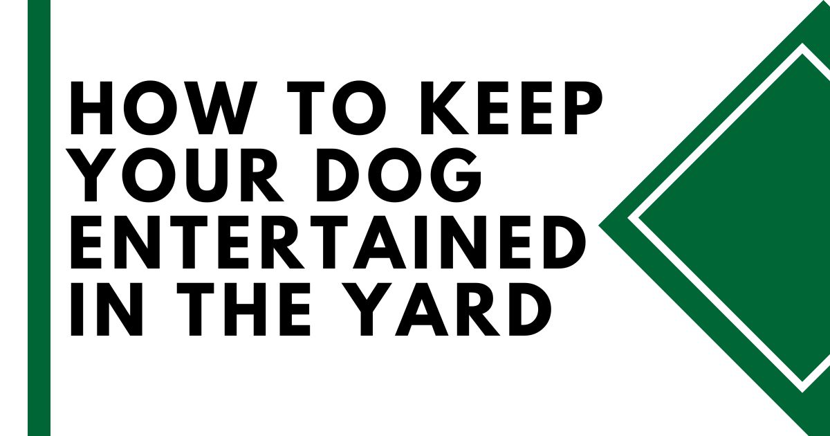 How to Keep Dog Entertained in Yard