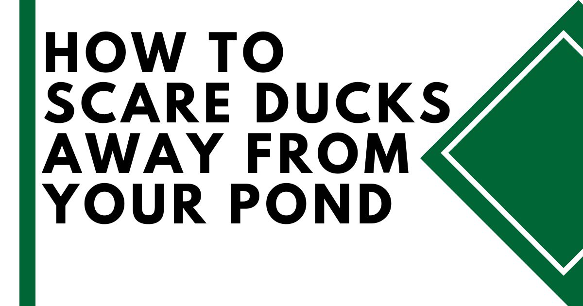 How to Scare Ducks Away from Your Pond