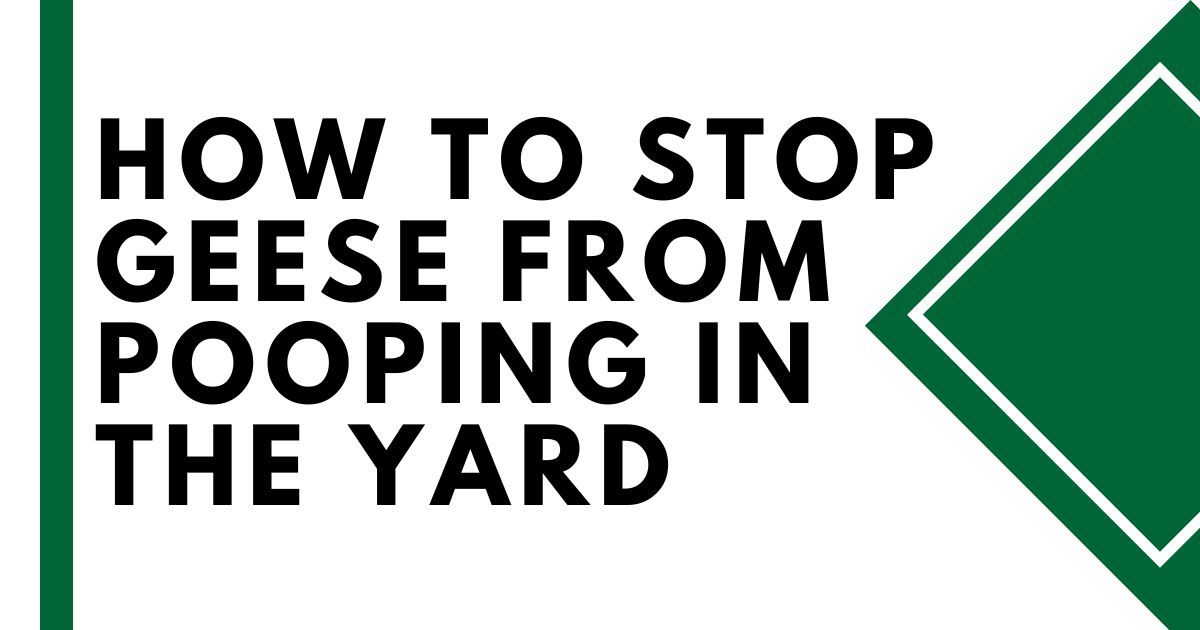 How to Stop Geese from Pooping in Yards