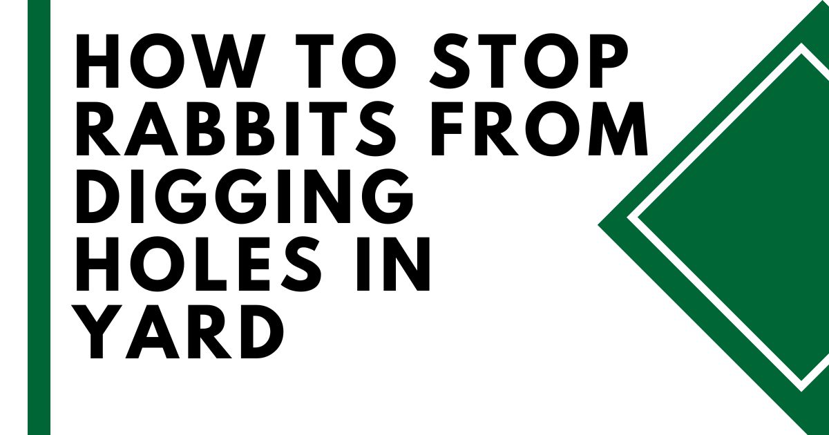 How to Stop Rabbits from Digging Holes in Yard