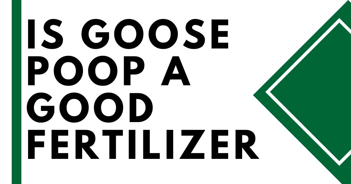 Is Goose Poop Good Fertilizer