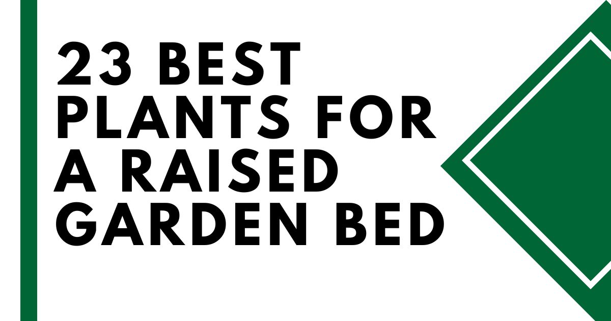 best plants for a raised garden bed