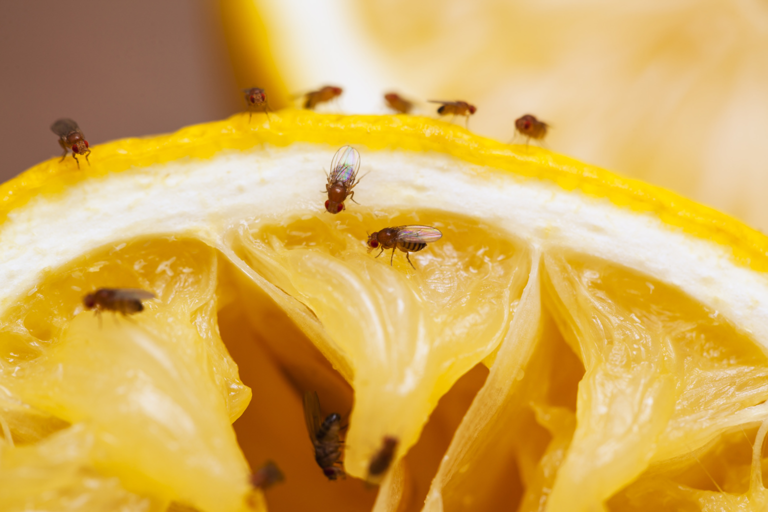 How To Get Rid Of Fruit Flies In House   Image 14 1536x1024 